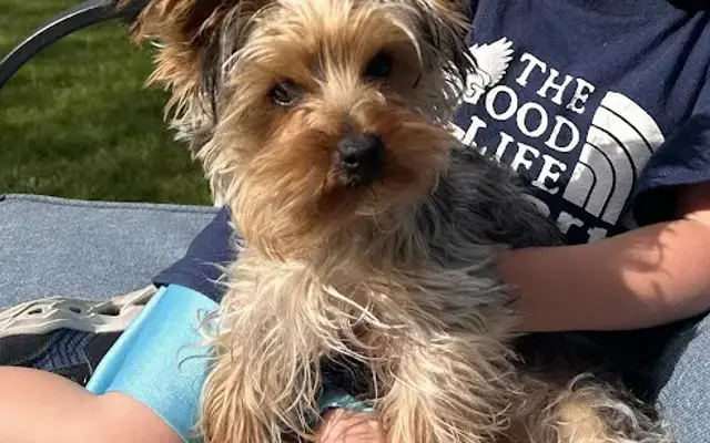 Paradise Grooming in Forest Lake, MN