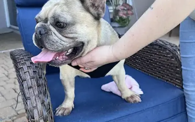 PetSmart Grooming in Naples, FL