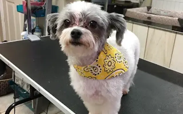 Who Dat Pet Spa in Lockport, LA
