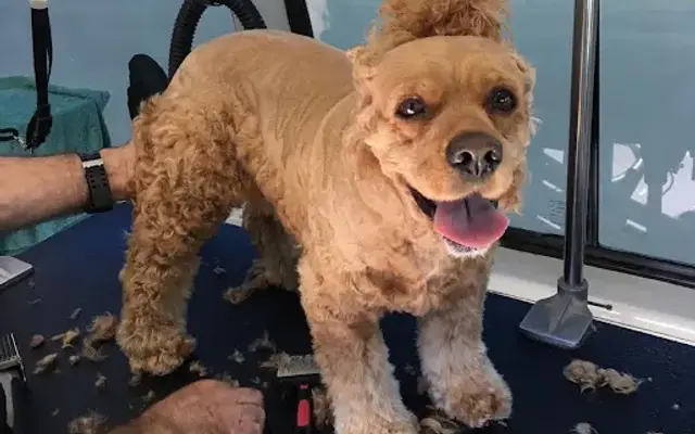 The Pack Leader Mobile Grooming in Rockwall, TX