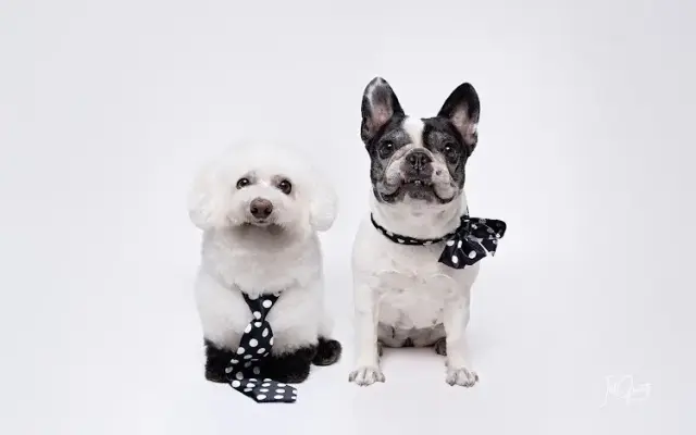 Olive & Company Pet Spa and Retreat in Brookshire, TX