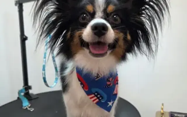 Golden Touch Grooming in Murray, UT