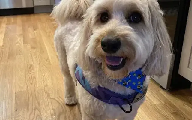 Village Groomer in Millbrook, NY