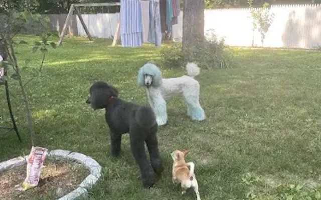 Grooming by Christi in Moultonborough, NH