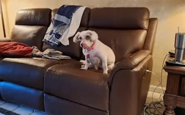 The Mobile Dog Barber in Wichita Falls, TX