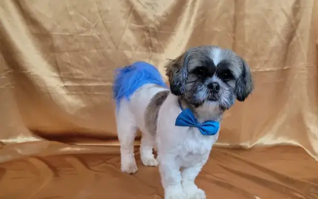 Angel's Pet Grooming LLC in Murrayville, GA