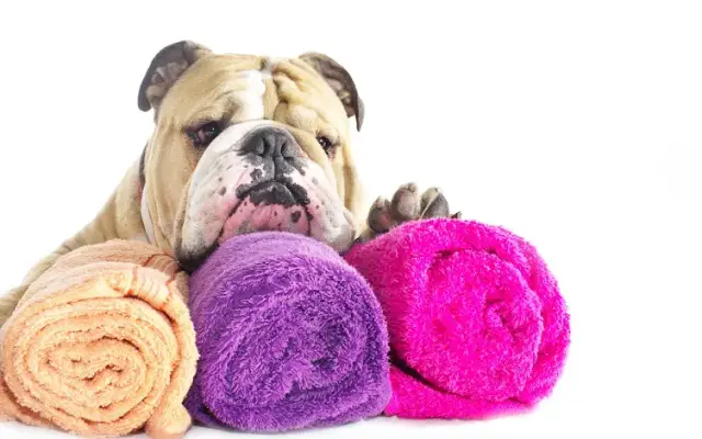 BubbaTanks Mobile Grooming in Woodway, TX