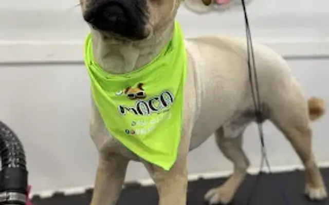 Maca pet grooming in Parkland, FL