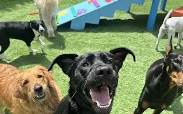 Madi's Mutts in St Marys, GA
