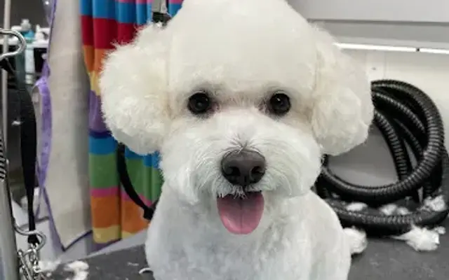 Clementine Dog Grooming in Fort Collins, CO