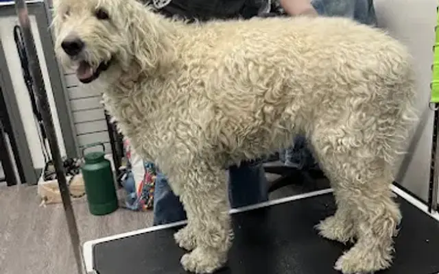 Pet Supplies Plus Novi Grooming in Novi, MI