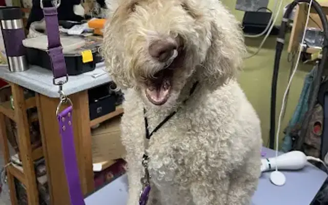 Ana Scissor Hands Pet grooming And Boarding in Westville, FL