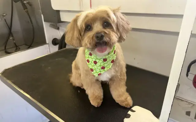 Kat's Barking Boutique - Mobile Pet Grooming Tampa in Dover, FL