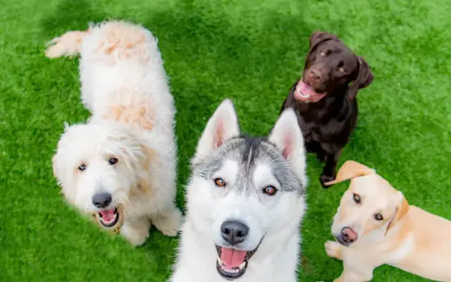 Kennelwood Pet Resort in Maryville, IL