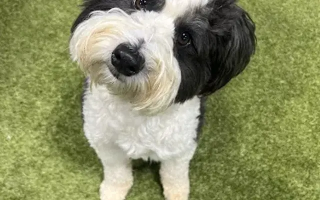 The Pup Hub Dog Daycare and Training in Marietta, GA