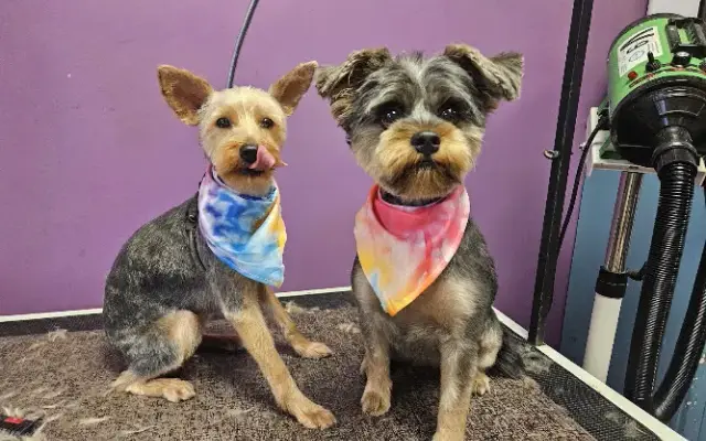 Dawn 's Blissful Paws Canine Spa in Wilder, KY