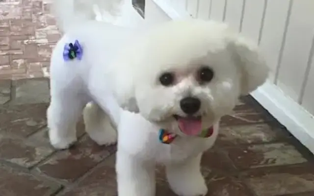 Hair Today Gone Tomorrow Mobile Grooming in Redwood City, CA