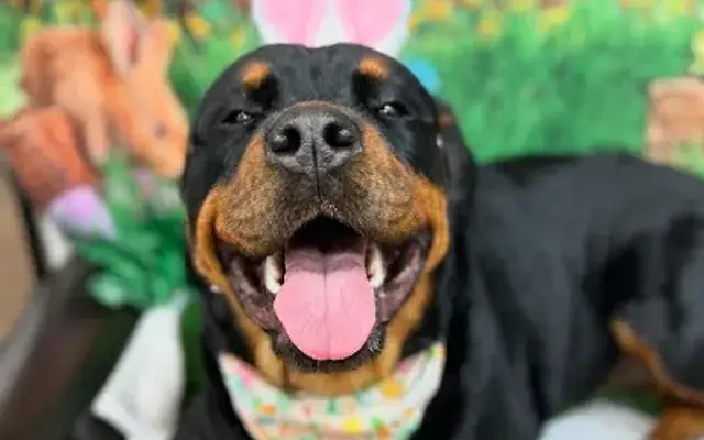 Danes & Dogs Spa and Lounge in Oak Ridge, NJ