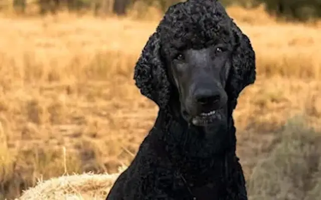 Muddy Creek Dog Grooming in Seguin, TX