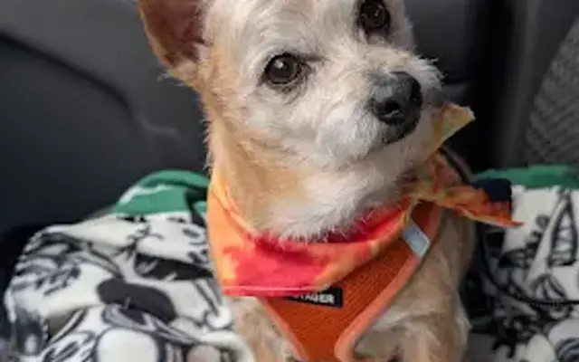 Grooming By Pam in O'Fallon, IL
