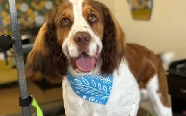 Feelin-Groovy Dog Grooming in Mt Holly, NC
