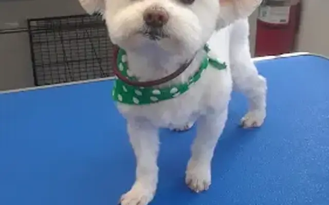 For the love of dogs grooming salon in Aransas Pass, TX