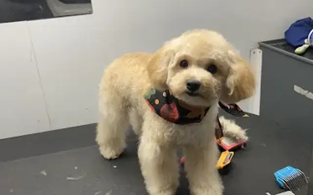 88 Pet Spa in Reseda, CA