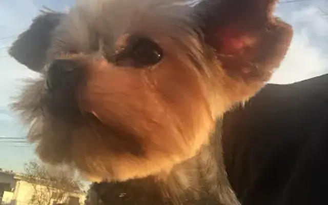 Dog Lovers Grooming in Van Nuys, CA