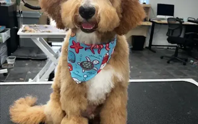 Posh Paws in Downey, CA
