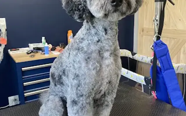 Moonstone Pet Spa in Alpena, MI
