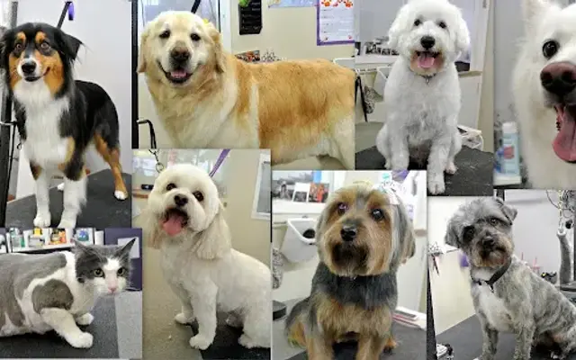 VIP Pet Spa in San Clemente, CA