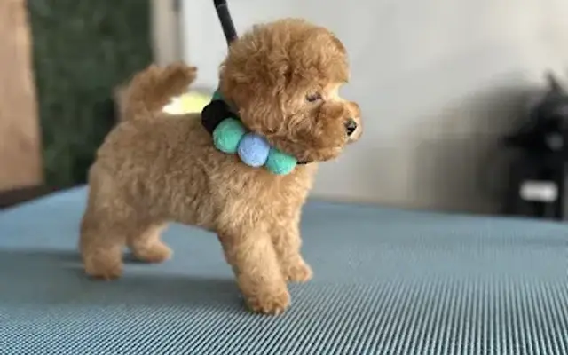 Doggyology Spa at home in Riverside, CA