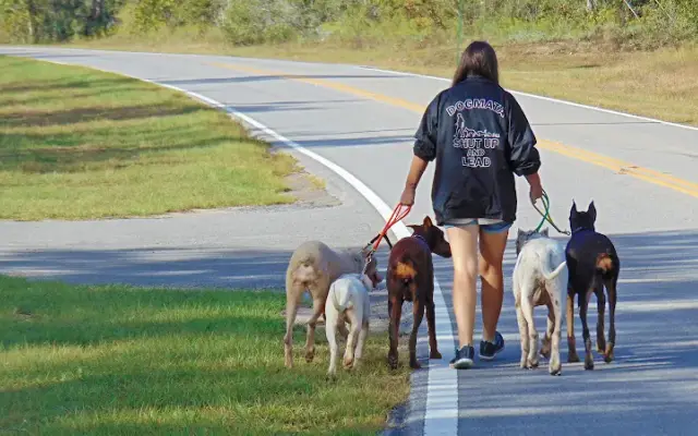 Dogmata in Panama City, FL