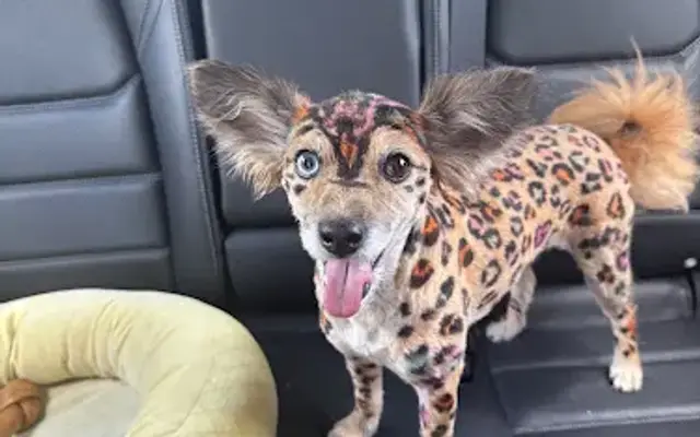 Cori’s Critter Creations & Steph’s Cute Critter Cuts in Orange City, FL