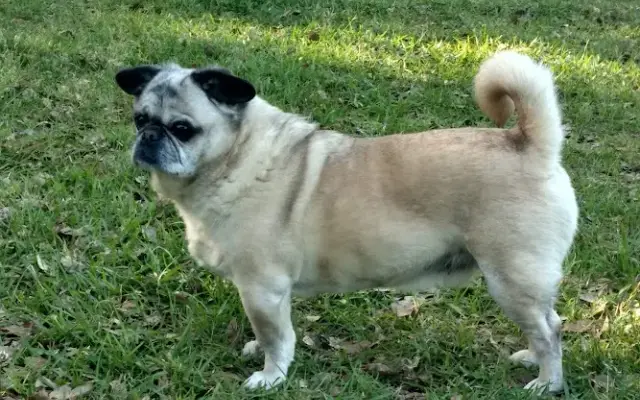 Bark 'N Bubbles in Hazlehurst, GA