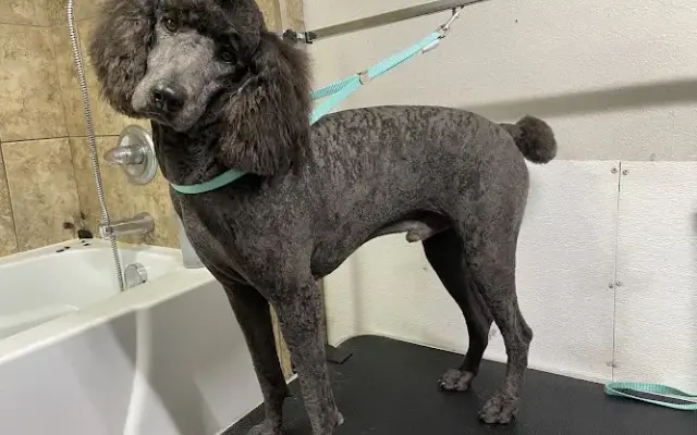 Dapper Do’s Grooming in Greenbrier, AR