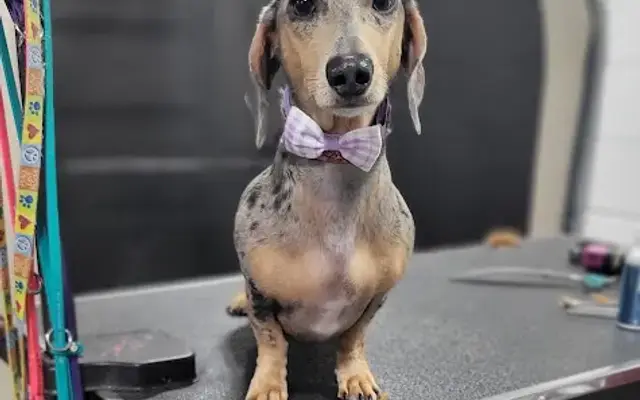 Barkingdales Pet Salon in St Cloud, FL