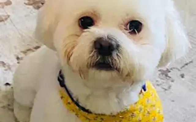 Dal Santo’s Doggie Stylez Grooming Salon in Lansing, IL