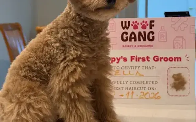 Woof Gang Bakery & Grooming Kissimmee in Kissimmee, FL