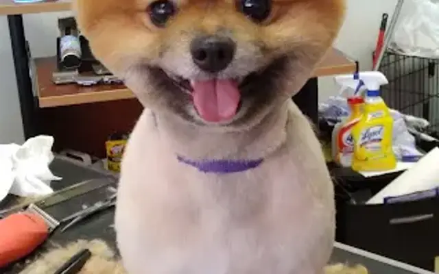 Pet Styles in Hurt, VA