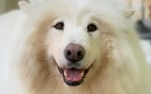 Doggy Daycare and Spa in Okemos, MI