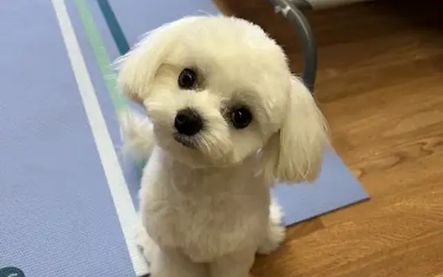Fido Pet Spa in Leonia, NJ