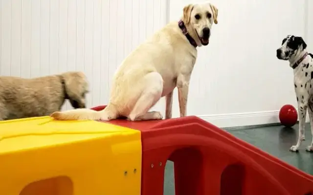Best Friends Pet Hotel in Marietta, GA
