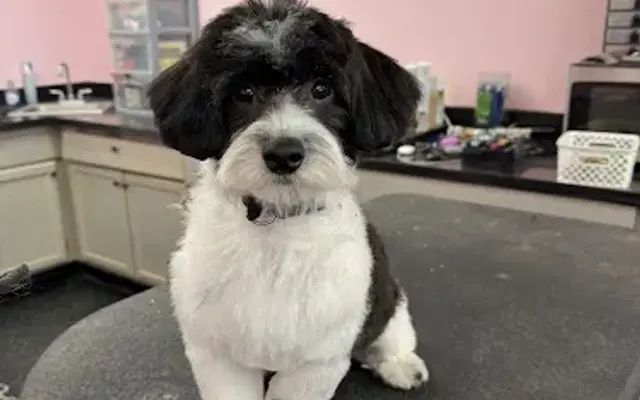 Scruffy Puppy (formerly Amanda’s Grooming) in Lemont, IL