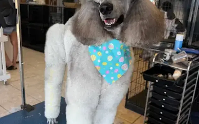 Wagging Tails by Yoyo in Sebring, FL