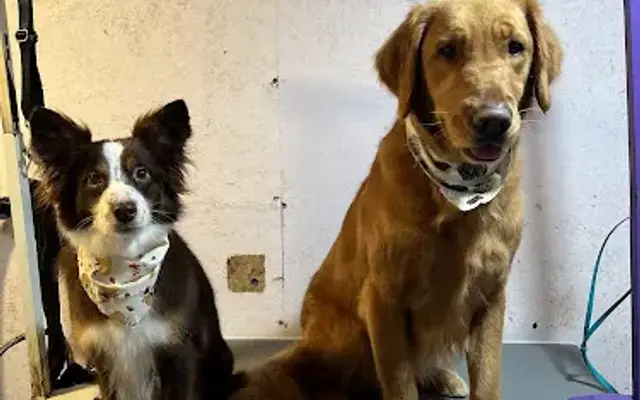 Simply K9 Mobile Dog Spa in Sandy, OR