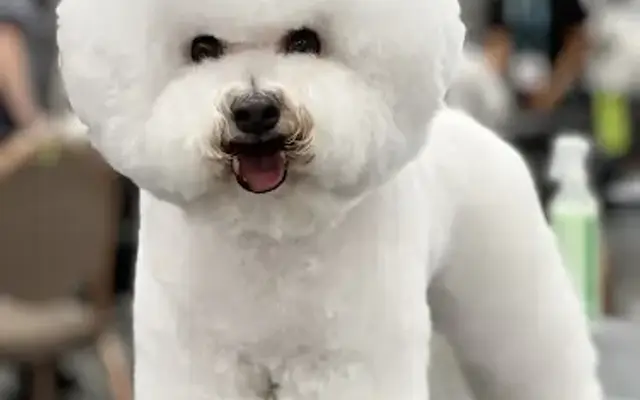 Canine Culture Grooming Studio in Evergreen, CO