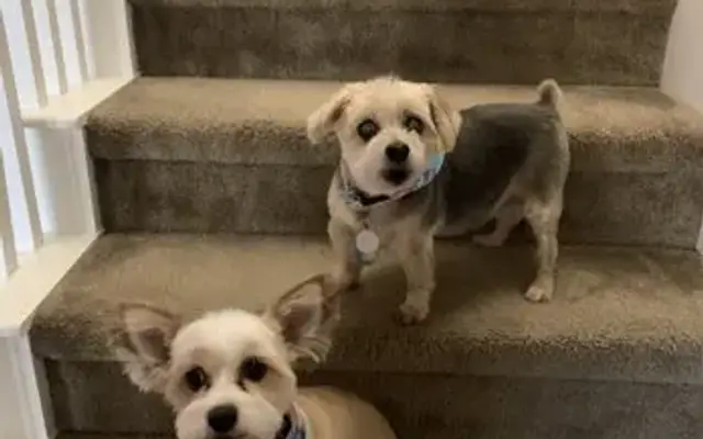 Foxy Pup Grooming Salon & Spa in Mansfield, TX