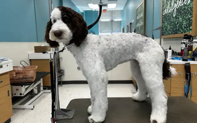 Javo Perez Grooming in El Cajon, CA