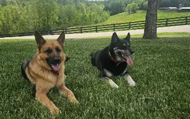 Laura's Dog Retreat in London, KY